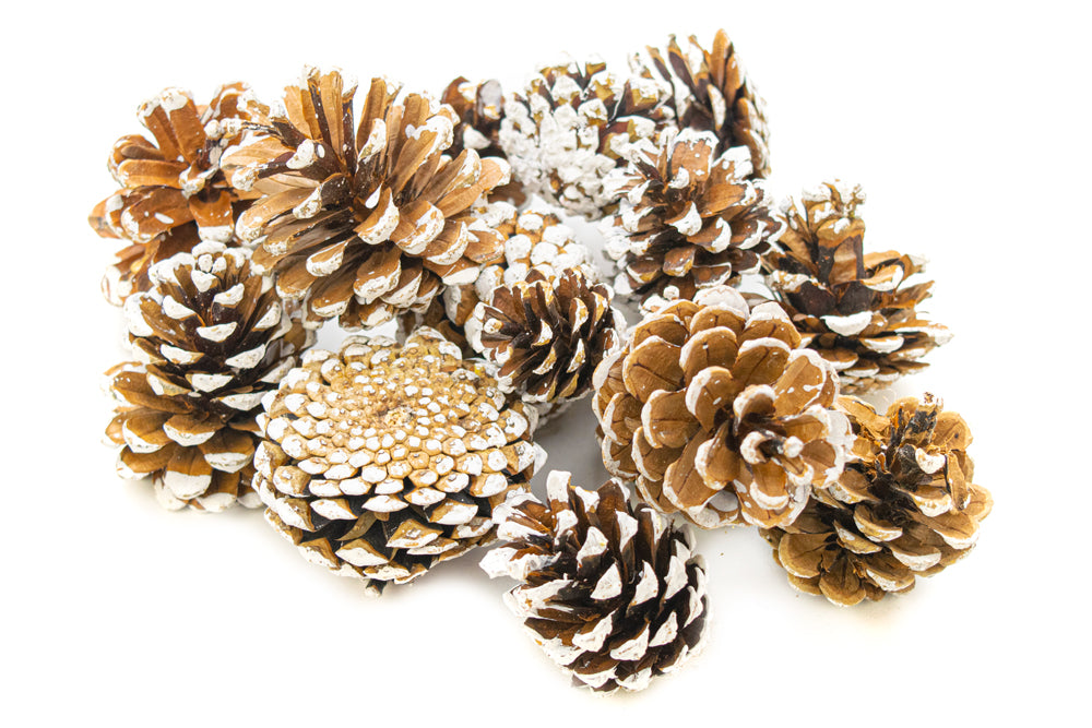 White Tipped Pine Cones